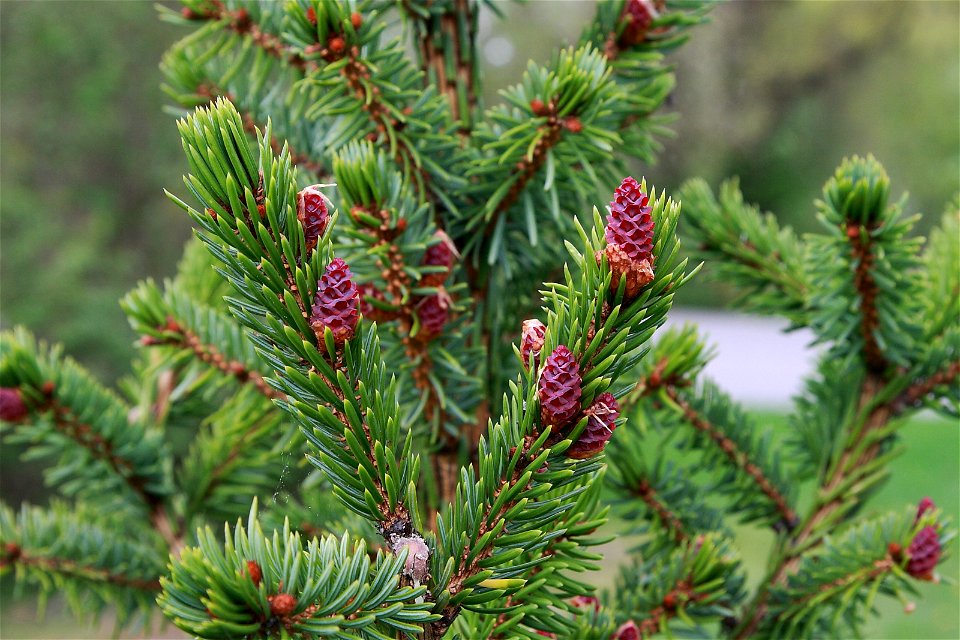 Picea omorika seed cones. Cultivated tree in Estonia, Keila.