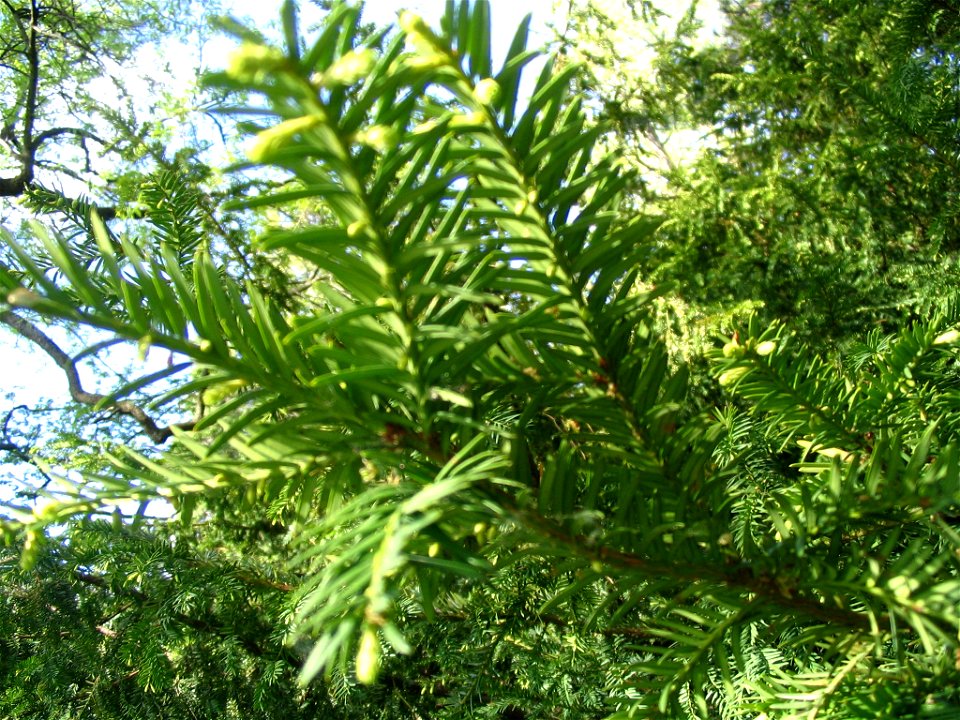 A Canada Yew (Taxus canadensis) at the Dominion Arbouretum in Ottawa, Ontario