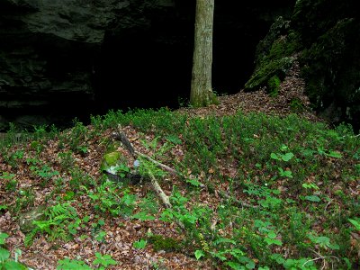 Taxus canadensis (Canadian yew) at the entrance to Cascade Caverns Nature Preserve in Carter County, Kentucky, United States