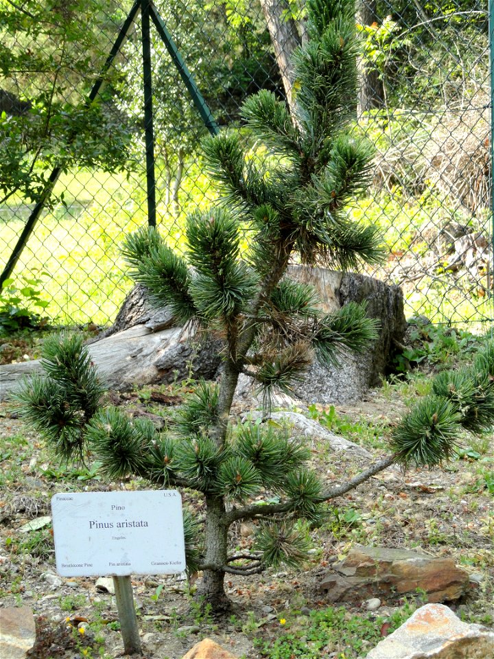 Pinus aristata specimen in the Villa Carlotta (Tremezzo), on Lake Como, Italy.