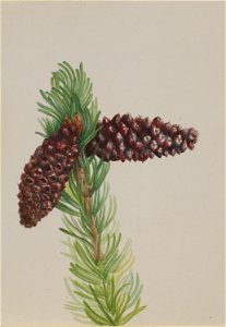 Bristle-Cone Pine (Pinus aristata)