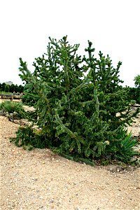 Rocky Mountains Bristlecone Pine (Pinus aristata) in Prague Botanic Garden, Prague, Troja