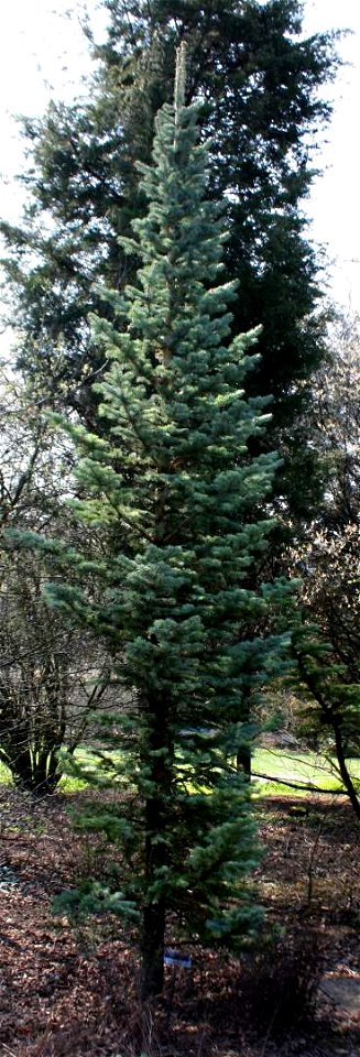 Abies_lasiocarpa, Brno, CZ