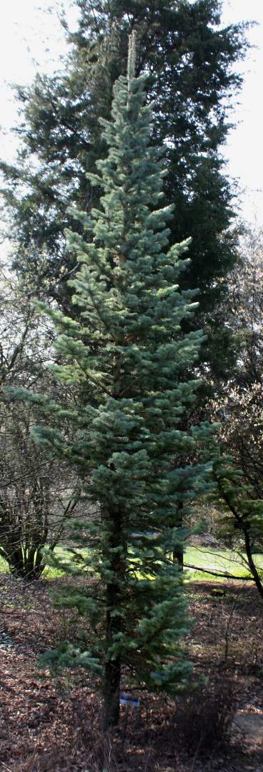 Abies_lasiocarpa, Brno, CZ