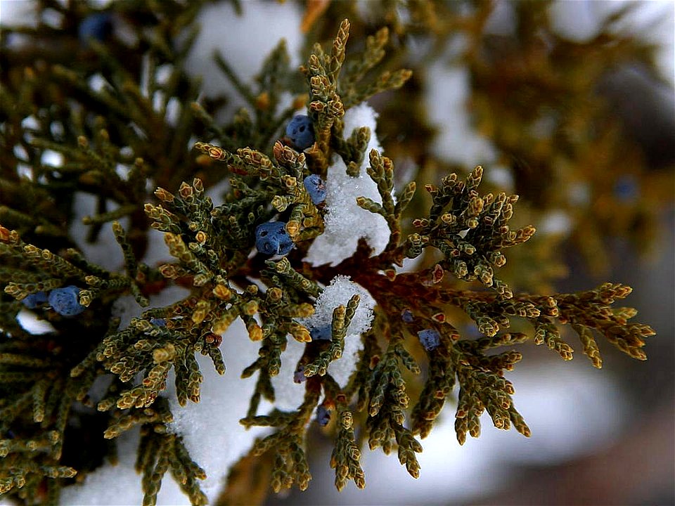 Utah Juniper Juniperus osteosperma cones ("berries") at Bryce Canyon National Park