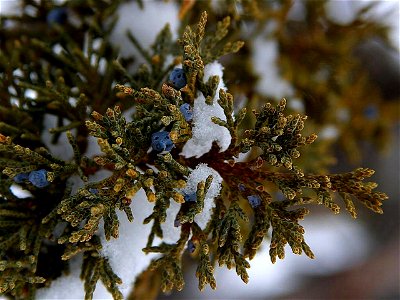 Utah Juniper Juniperus osteosperma cones ("berries") at Bryce Canyon National Park