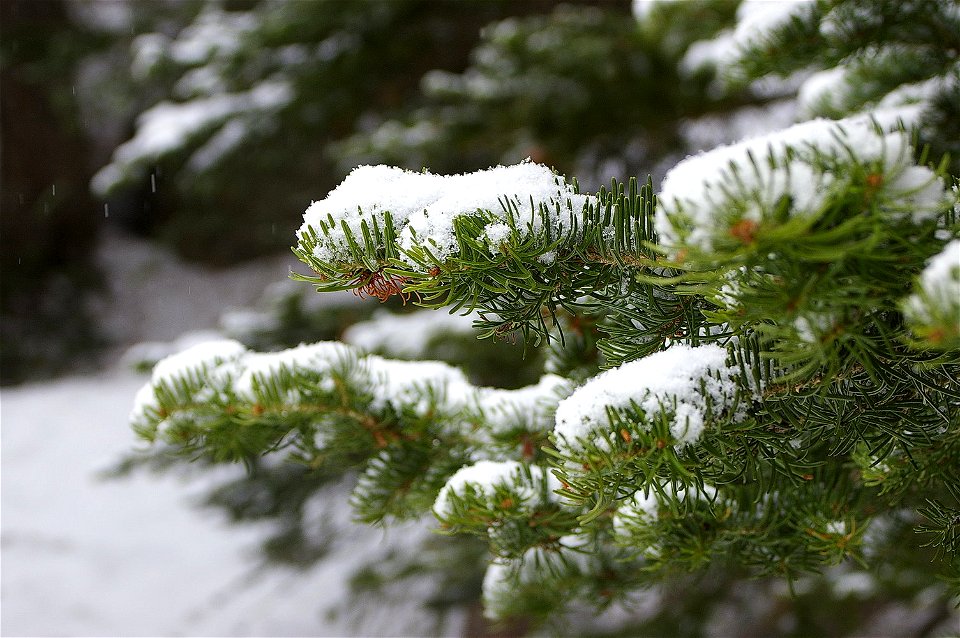 Snow on a Subalpine Fir (Abies lasiocarpa) branch, Bear Lake, Rocky Mountain National Park.