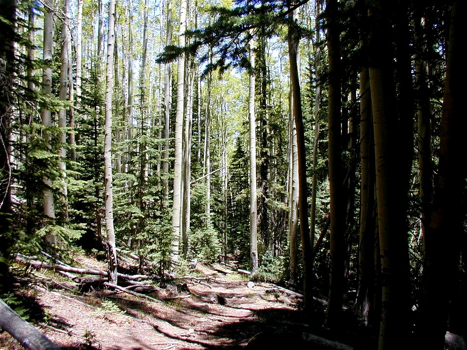 An American Aspen Populus tremuloides - Subalpine Fir Abies lasiocarpa dominated forest