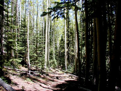 An American Aspen Populus tremuloides - Subalpine Fir Abies lasiocarpa dominated forest photo