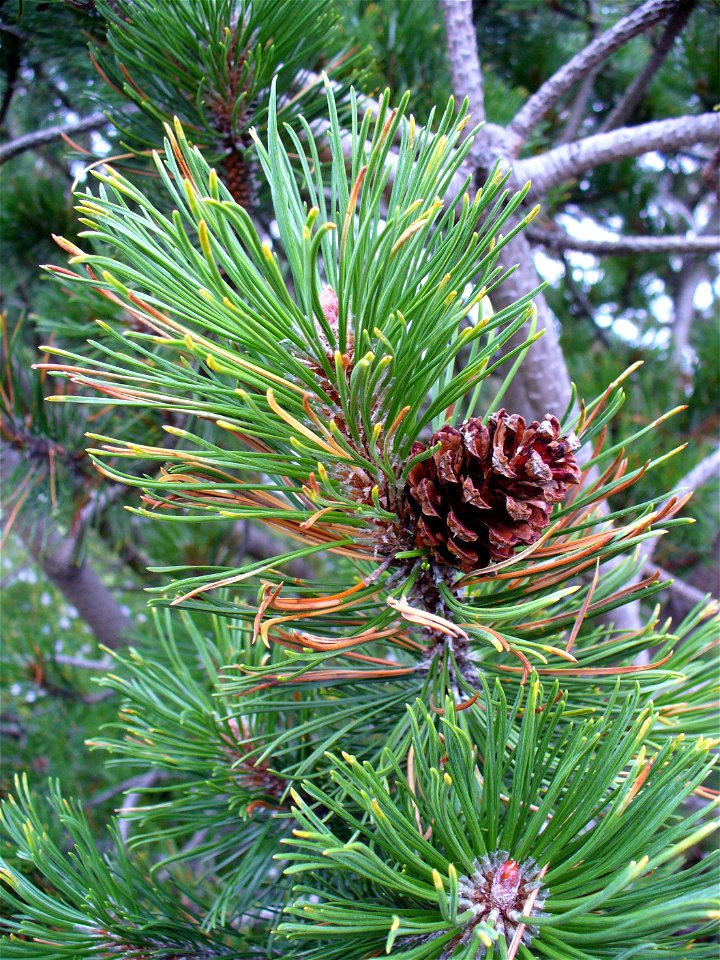 I am the originator of this photo. I hold the copyright. I release it to the public domain. This photo depicts a Pinus virginiana cone.