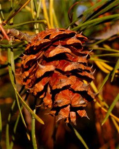 Closeup photograph of a cone of the Scrub Pine (Pinus virginiana en ). Photo taken at the Tyler Arboretum where it was identified. Then a little bit of tree needle remnants carefully removed from cone
