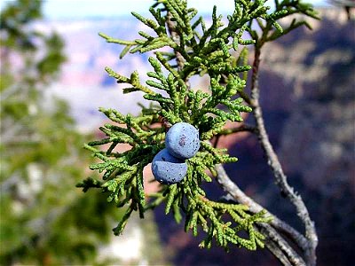 Image title: Junipers berry berries Image from Public domain images website, http://www.public-domain-image.com/full-image/flora-plants-public-domain-images-pictures/bushes-and-shrubs-public-domain-im photo