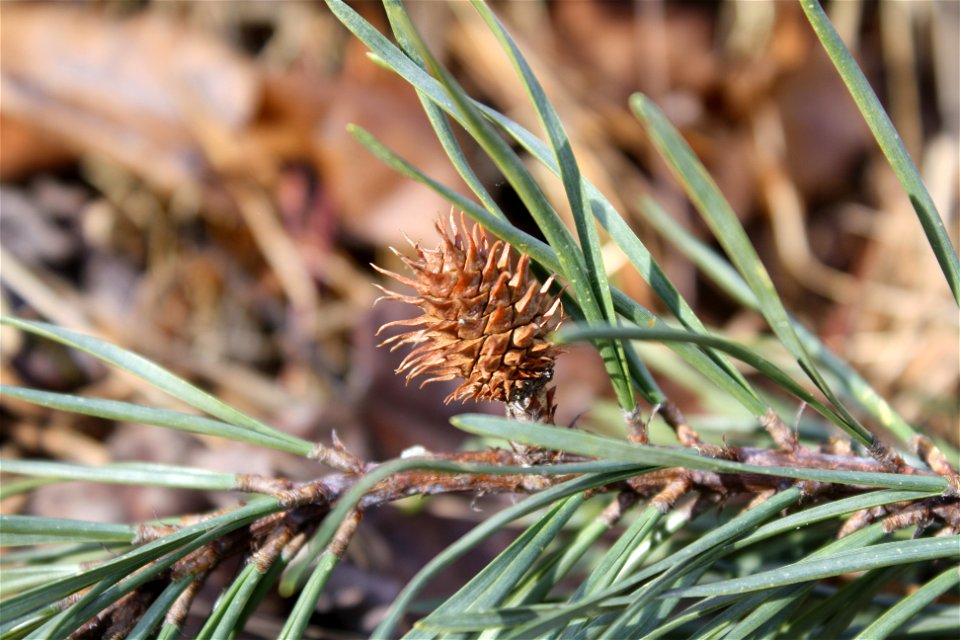 Virginia pine (Pinus virginiana)