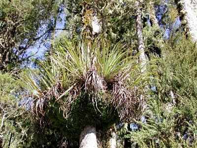 Epiphytes growing on kahikatea tree.