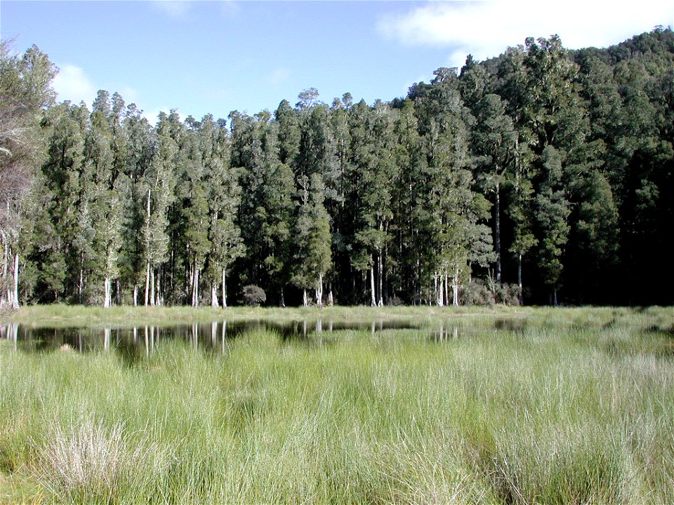 Arohaki Lagoon with kahikatea forest in the background (Whirinaki Forest Park near 

Rotorua, New Zealand).