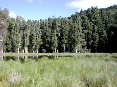 Arohaki Lagoon with kahikatea forest in the background (Whirinaki Forest Park near 

Rotorua, New Zealand).