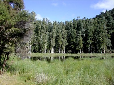Arohaki Lagoon with kahikatea forest in the background (Whirinaki Forest Park near 

Rotorua, New Zealand).
