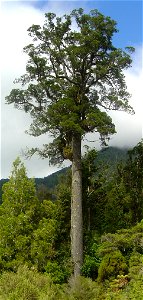 Kahikatea (Dacrycarpus dacrydioides).