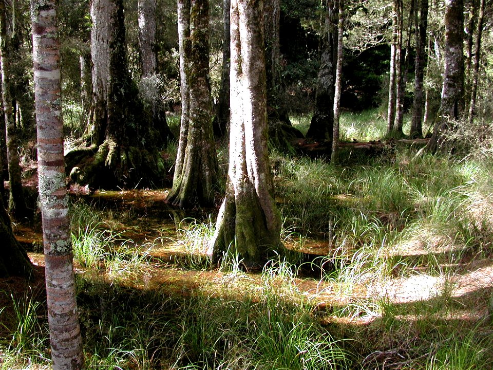 Kahikatea with submerged roots in Arohaki Lagoon (Whirinaki Forest Park near Rotorua, 

New Zealand).