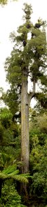 Tallest kahikatea, Pirongia Forest - portrait panorama. At 66.5m, this is the tallest recorded native tree in New Zealand. photo