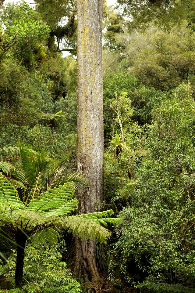 Trunk of tallest kahikatea, Pirongia Forest