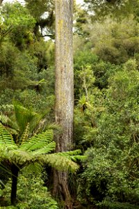 Trunk of tallest kahikatea, Pirongia Forest photo