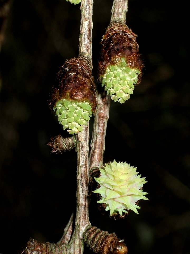 Flowers of Japanese larch emerging