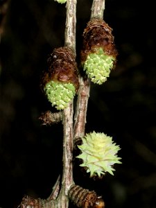 Flowers of Japanese larch emerging photo