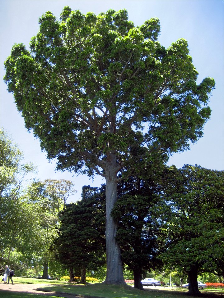 South Queensland Kauri, Agathis robusta, Auckland Domain, Auckland, New Zealand. People walking near the base of the tree provide an idea of scale.