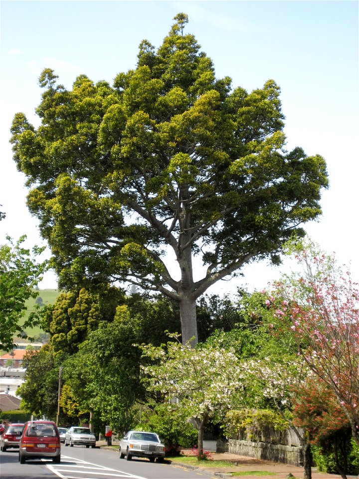 South Queensland Kauri, Agathis robusta, growing in cultivation, Owens Road, Epsom, Auckland, New Zealand. Photo by uploader, 12 October 2006, no rights reserved. Kahuroa 04:43, 12 October 2006 (UTC)