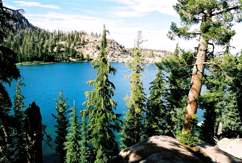 Mountain hemlock (Tsuga mertensiana) on lake near Ebbetts Pass.