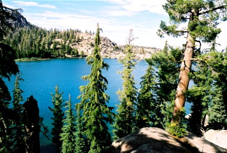 Mountain hemlock (Tsuga mertensiana) on lake near Ebbetts Pass. photo