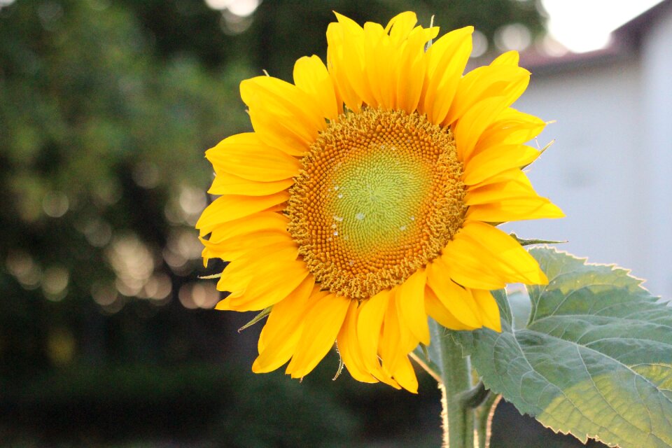 Sunflower summer flower blossom
