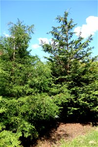 Botanical specimen in the Stanley M. Rowe Arboretum, Indian Hill, Ohio, USA. photo