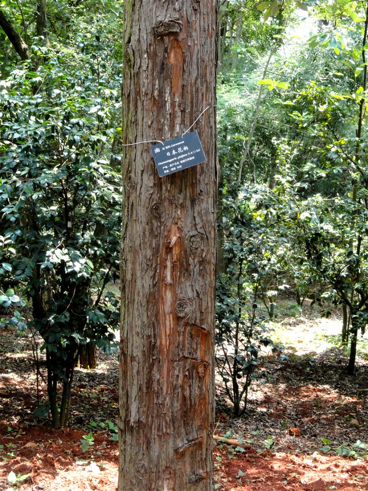 Plant specimen in the Kunming Botanical Garden, Kunming, Yunnan, China.