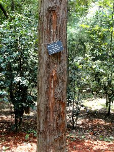 Plant specimen in the Kunming Botanical Garden, Kunming, Yunnan, China.