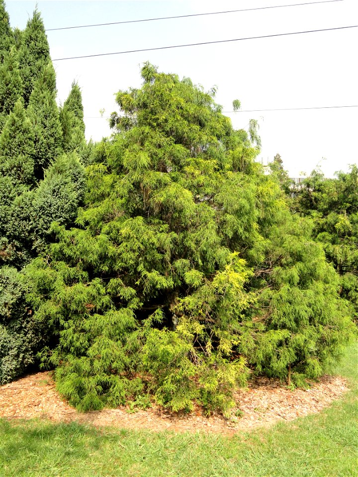 Plant specimen in the Kunming Botanical Garden, Kunming, Yunnan, China.