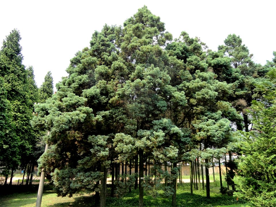 Plant specimen in the Kunming Botanical Garden, Kunming, Yunnan, China.