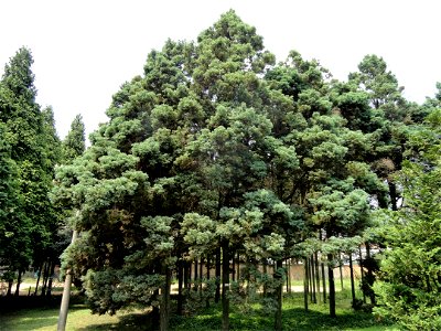 Plant specimen in the Kunming Botanical Garden, Kunming, Yunnan, China.