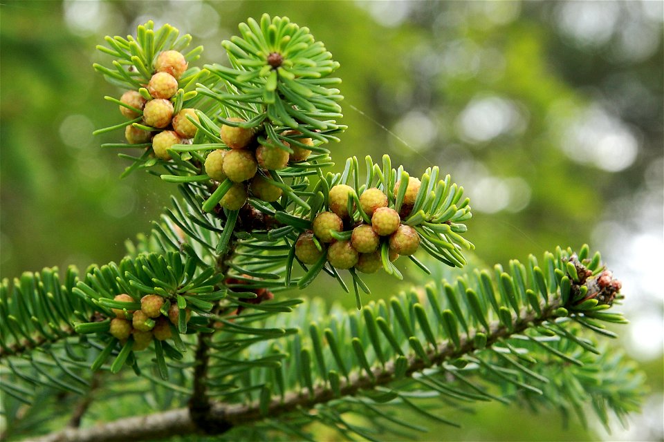 Abies koreana pollen cones before pollination. Cultivated tree in Estonia, Keila