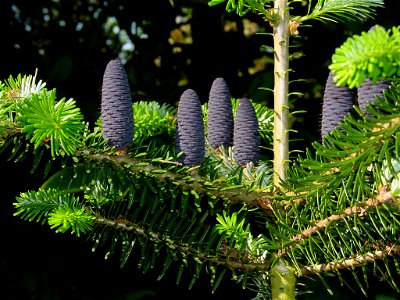 Abies × arnoldiana (A. koreana × A. veitchii)
