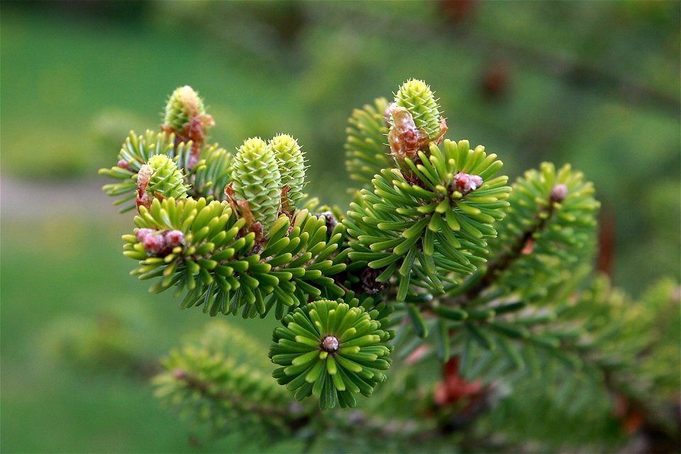 Abies koreana seed cones before pollination.
Cultivated tree in estonia, Keila.