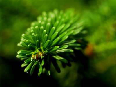 Korean Fir (Abies koreana).