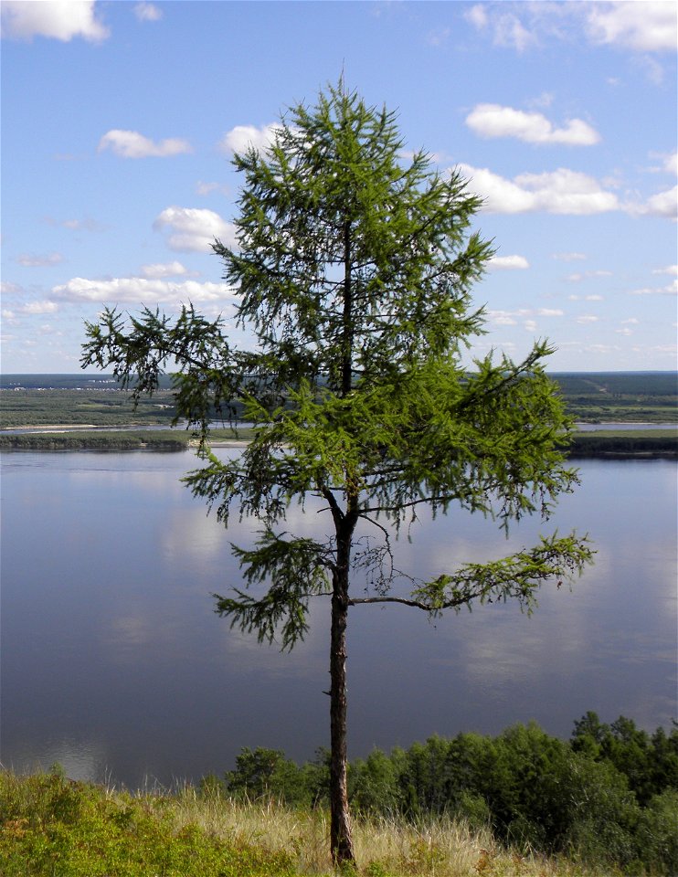 Larix gmelinii beside the River Lena at Tabaga, Yakutsk District, Russia