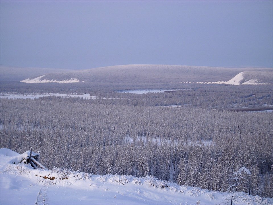 The valley basin of Verkhoyansk, with Larix gmelinii forest