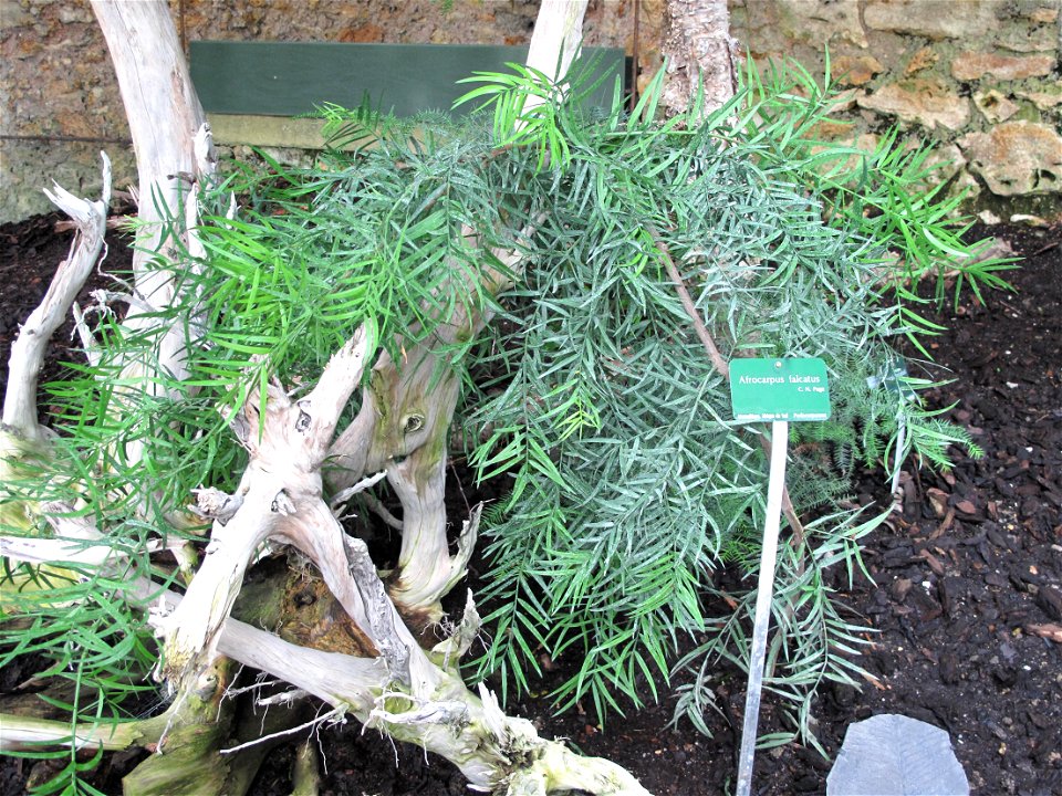 Afrocarpus falcatus in the New-Caledonia greenhouse of the Jardin des Plantes in Paris.