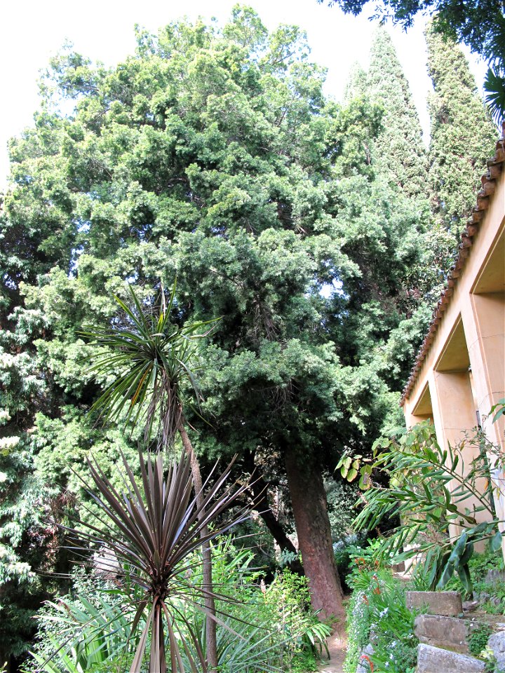 Afrocarpus falcatus in the jardin des Serres de la Madone in Menton (Alpes-Maritimes, France). Identified by its botanic label.