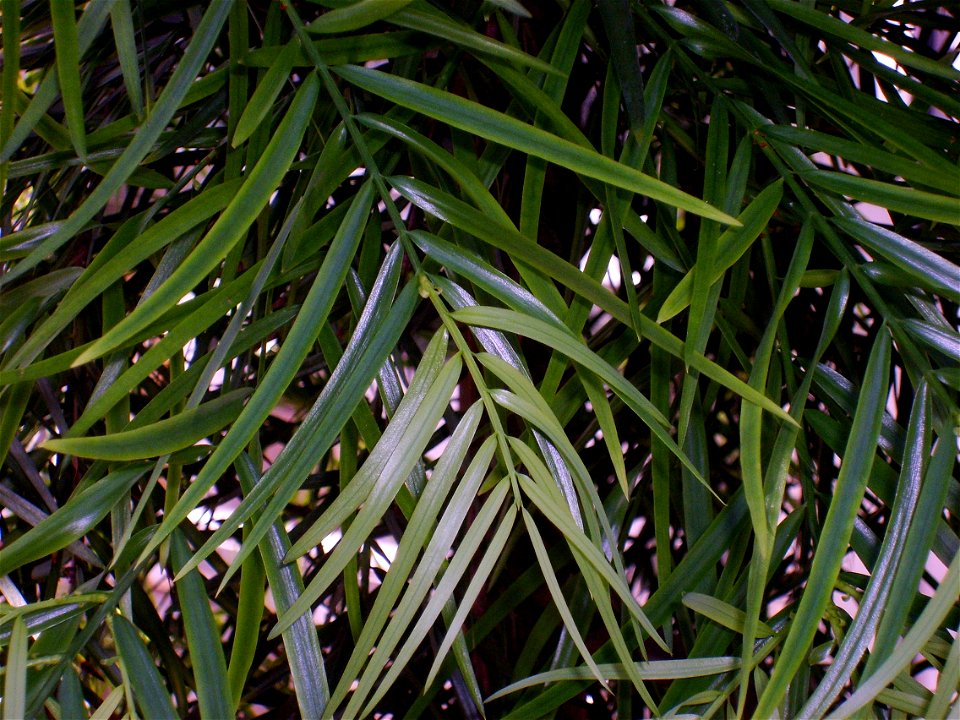 Botanical Garden Copenhagen, Decussocarpus falcatus foliage