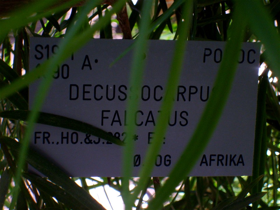 Botanical Garden Copenhagen, Decussocarpus falcatus Nametag - PODOC in upper right corner places tree in Podocarpaceae