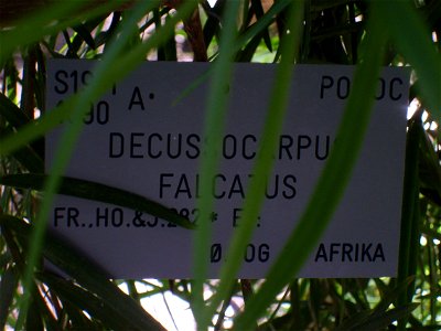 Botanical Garden Copenhagen, Decussocarpus falcatus Nametag - PODOC in upper right corner places tree in Podocarpaceae